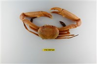 藏品(長手隆背蟹)的圖片